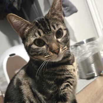 Rescue Domestic Short Hair Cats for Adoption in Washougal, Washington - Chloe | PetCurious