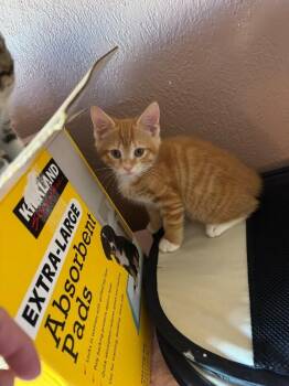 Topaz -  Domestic Short Hair Cat for Adoption - Topaz | PetCurious