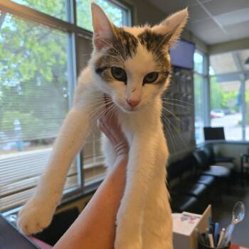 Bokchoy -  Domestic Short Hair Cat for Adoption in Asheville, North Carolina - Bokchoy | PetCurious