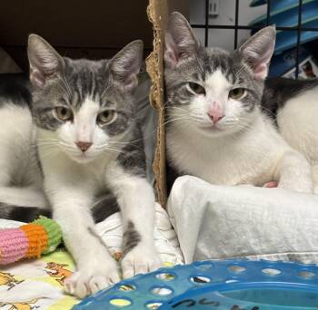 Stormy and Cloudy -  Domestic Short Hair Cat Available for Adoption in Marblehead, Massachusetts - Stormy And Cloudy | PetCurious
