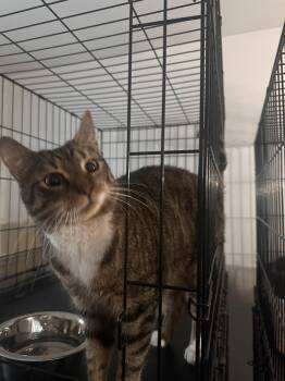 Rescue Domestic Short Hair Cats for Adoption in Lincoln Park, New Jersey - Carmen | PetCurious