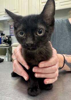 Clementine -  Domestic Short Hair Cat for Adoption in Danielsville, Georgia - Clementine | PetCurious