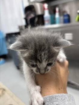 Mew 1347-26 -  Domestic Short Hair Cat for Adoption in Cumming, Georgia - Mew 1347-26 | PetCurious