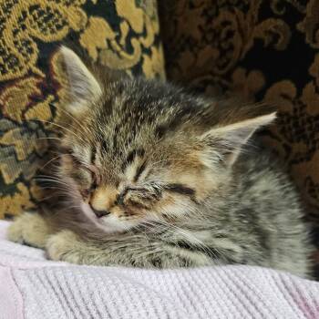 Domestic Short Hair Cats Available for Adoption in Ringtown, Pennsylvania - Diego | PetCurious