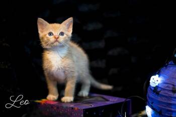 Rescue Domestic Short Hair Cats for Adoption in Greensboro, North Carolina - Leo | PetCurious