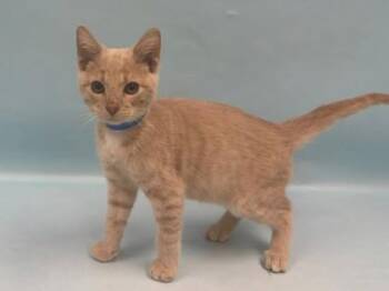 Henry -  Domestic Short Hair Cat for Adoption in Minneapolis, Minnesota - Henry | PetCurious