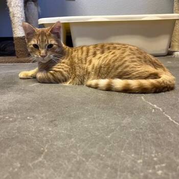 Rescue Domestic Short Hair Cats for Adoption in Las Vegas, Nevada - Golden | PetCurious