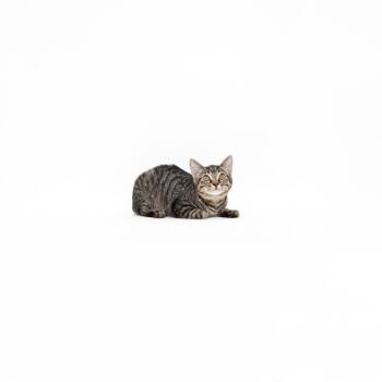Nova -  Domestic Short Hair Cat for Adoption in Los Angeles, California - Nova | PetCurious