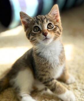 Dr. Sarah Harding -  Domestic Short Hair Cat for Adoption - Dr. Sarah Harding | PetCurious