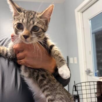 Kitten 2 -  Domestic Short Hair Cat for Adoption in Scituate, Massachusetts - Kitten 2 | PetCurious