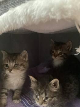 Domestic Short Hair Cats Available for Adoption - 3 Little Tabby Kittens | PetCurious