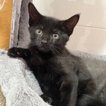 Rescue Domestic Short Hair Cats for Adoption in North Haven, Connecticut - Ottawa | PetCurious