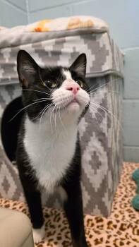 Rescue Domestic Short Hair Cats for Adoption in Smithtown, New York - Hailey | PetCurious