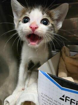 Jackalope -  Domestic Short Hair Cat for Adoption in Rockport, Texas - Jackalope | PetCurious