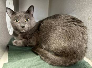 Rescue Domestic Short Hair Cats for Adoption in New York, New York - Phoenix | PetCurious