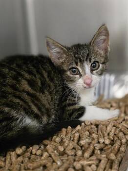 HARMONICA -  Domestic Short Hair Cat for Adoption in Aliquippa, Pennsylvania - HARMONICA | PetCurious