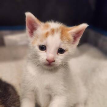 Domestic Short Hair Cats Available for Adoption in Bel Air, Maryland - Egg | PetCurious