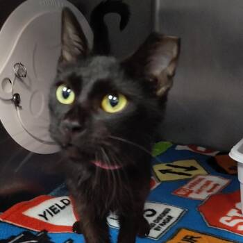 Inky -  Domestic Short Hair Cat for Adoption in Lakeland, Florida - Inky | PetCurious