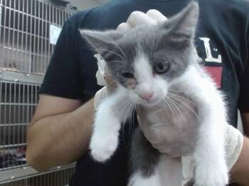 MISSY -  Domestic Short Hair Cat for Adoption in Salinas, California - MISSY | PetCurious