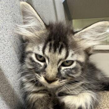 Darwin -  Domestic Medium Hair Cat for Adoption in Colorado Springs, Colorado - Darwin | PetCurious