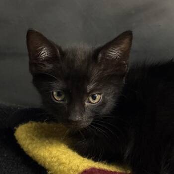 Barrel -  Domestic Short Hair Cat for Adoption in Troy, Virginia - Barrel | PetCurious