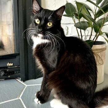 Domestic Short Hair Cats Available for Adoption - Dory | PetCurious