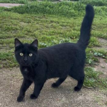Domestic Short Hair Cats Available for Adoption in San Diego, California - Panther | PetCurious