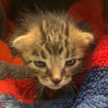 Turnt Tables 12 -  Domestic Short Hair Cat for Adoption in Austin, Texas - Turnt Tables 12 | PetCurious