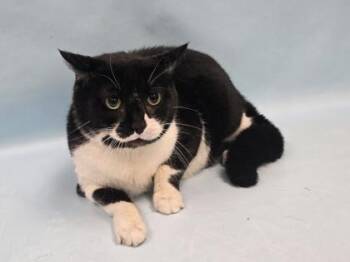 Pocus -  Domestic Short Hair Cat for Adoption in Minneapolis, Minnesota - Pocus | PetCurious