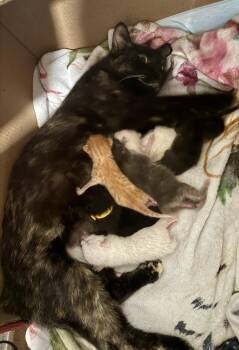 Porch copy #1 -  Domestic Short Hair Cat Available for Adoption in Topeka, Kansas - Porch Copy #1 | PetCurious