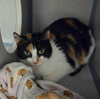 Calico Cats Available for Adoption in Liverpool, New York - Hattie | PetCurious
