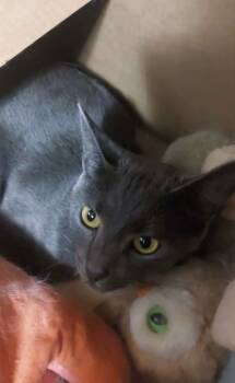 Rescue Domestic Short Hair Cats for Adoption in Taycheedah, Wisconsin - Ripple | PetCurious