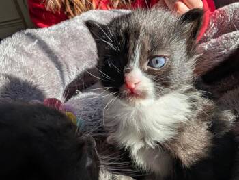 Domestic Short Hair Cats Available for Adoption in Meriden, Connecticut - Presley | PetCurious