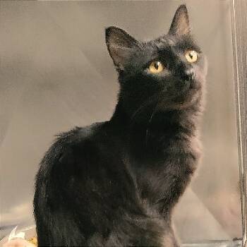 Rescue Bombay Cats for Adoption in San Jacinto, California - Cosmo | PetCurious