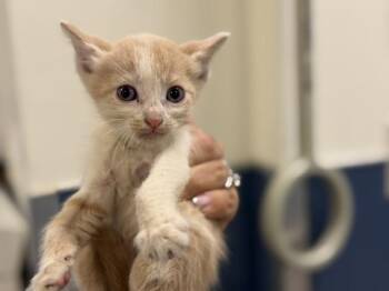 ETHAN -  Domestic Short Hair Cat for Adoption in Doral, Florida - ETHAN | PetCurious