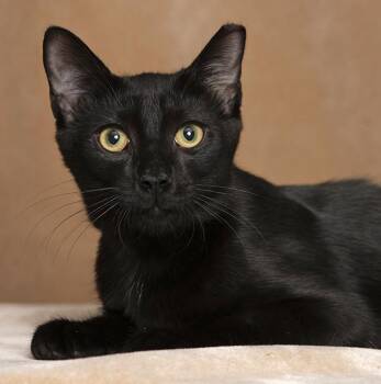 Caboose -  Domestic Short Hair Cat for Adoption in Chicago, Illinois - Caboose | PetCurious