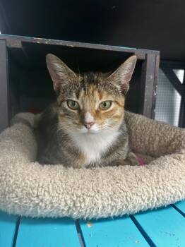Rescue Tabby Cats for Adoption in Grand Rapids, Michigan - Vivian | PetCurious