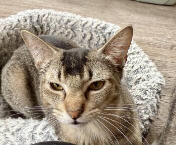 Abyssinian Cats Available for Adoption in Shreveport, Louisiana - Toupee | PetCurious