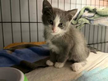 Domestic Short Hair Cats Available for Adoption in Orlando, Florida - Hopper | PetCurious