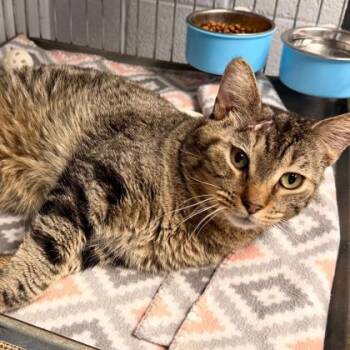 Domestic Short Hair Cats Available for Adoption in Beatrice, Nebraska - Tyson | PetCurious