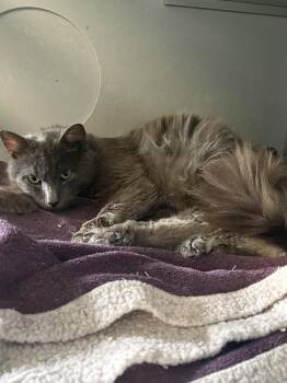 Ashes -  Domestic Medium Hair Cat for Adoption in Vernon Township, New Jersey - Ashes | PetCurious