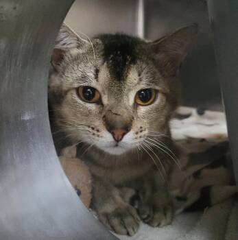 Caleb (Hspc Tallstar) -  Domestic Short Hair Cat for Adoption in Plover, Wisconsin - Caleb (Hspc Tallstar) | PetCurious