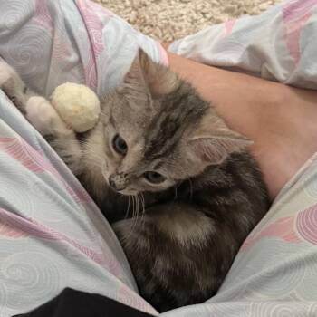 Helen -  Domestic Short Hair Cat for Adoption in Cumming, Georgia - Helen | PetCurious