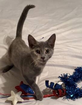 Cannoli (female) -  Domestic Short Hair Cat for Adoption in Little Rock, Arkansas - Cannoli (female) | PetCurious