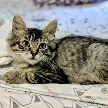 Outback Jack -  Domestic Medium Hair Cat for Adoption in Richmond, Virginia - Outback Jack | PetCurious
