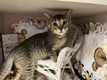 Tuffy -  Domestic Short Hair Cat for Adoption in Beatrice, Nebraska - Tuffy | PetCurious