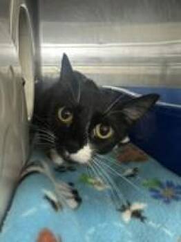 Cider -  Domestic Short Hair Cat for Adoption in Manitowoc, Wisconsin - Cider | PetCurious