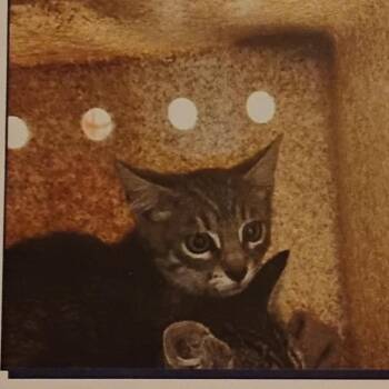 Other Than -  Domestic Short Hair Cat for Adoption in Grantsville, Utah - Other Than | PetCurious