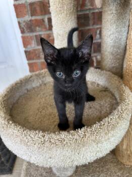 Yogi -  Domestic Short Hair Cat for Adoption in Fort Worth, Texas - Yogi | PetCurious