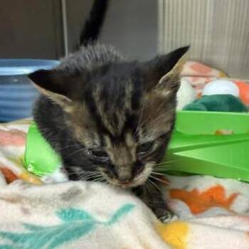 Domestic Short Hair Cats Available for Adoption in Beulaville, North Carolina - Nicholas | PetCurious